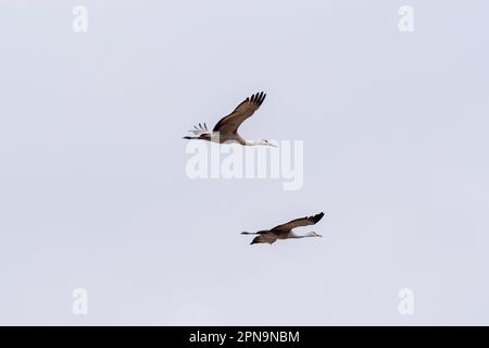 Les grues du Canada (Antigone canadensis) migrent à travers Gibbon, Nebraska, États-Unis, le long de la rivière Platte lors de leur vol annuel. Banque D'Images