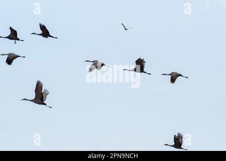 Les grues du Canada (Antigone canadensis) migrent à travers Gibbon, Nebraska, États-Unis, le long de la rivière Platte lors de leur vol annuel. Banque D'Images