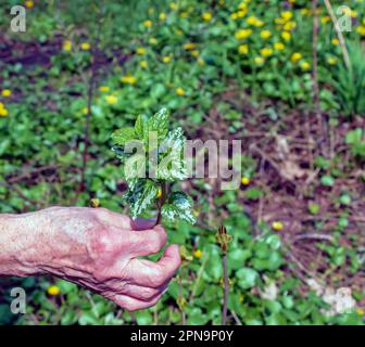 Feuilles de l'archange jaune variégé - nom latin - Lamium galeobdolona subsp. Argentatum. La main d'une ancienne herboriste tient une archang jaune Banque D'Images