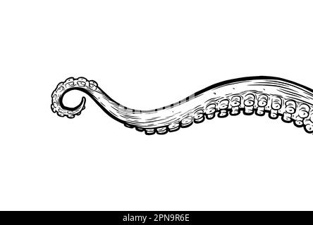 Poulpe atteignant vers le haut, parties de corps d'animal marin ressemblant à un calmar dépassant du cadre, coupé pour la nourriture ou le dessin de cadre, dessin de dessin animé. Illustration de Vecteur