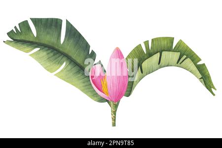 Illustration aquarelle des feuilles de banane tropicale. Clipart d'une banane à fleurs. Bourgeon de banane et feuilles isolées sur fond blanc. Illustration pour Banque D'Images