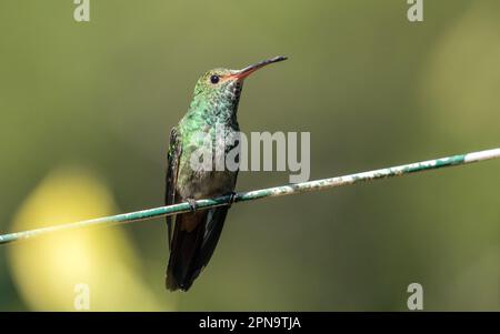 Gros plan d'un colibris à queue géante perçant sur un fil dans la province de Chiriqui, Panama. Le nom scientifique de cet oiseau est Amazilia tzacatl. Banque D'Images