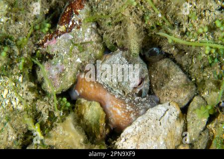 Devilfish (Octopus vulgaris). Polpo sulla tana. Capo Caccia. Alghero. Sardegna. Italie Banque D'Images