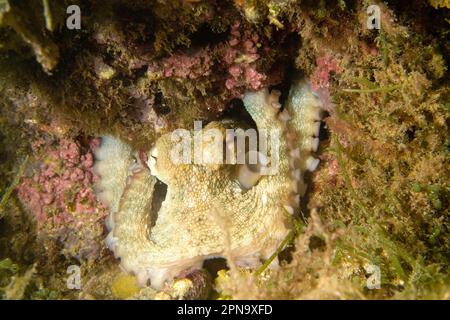 Devilfish (Octopus vulgaris). Polpo sulla tana. Capo Caccia. Alghero. Sardegna. Italie Banque D'Images