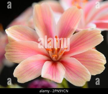 Fleur de terroot (Lewisia cotyledon) rose et blanche Banque D'Images