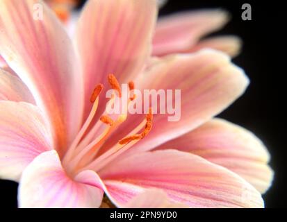 Fleur de terroot (Lewisia cotyledon) rose et blanche Banque D'Images