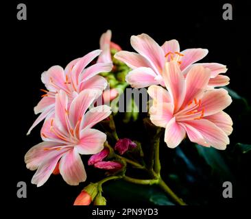 Fleur de terroot (Lewisia cotyledon) rose et blanche Banque D'Images