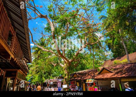 KRABI, THAÏLANDE- MARS 2018: Arbre tropical en fleur Royal Poinciana avec de belles fleurs rouges dans le village sur la plage de Railay à l'ouest, Ao Nang, Krabi, Banque D'Images