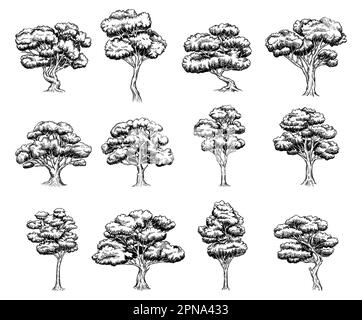 Ensemble d'arbres en chêne Illustration de Vecteur