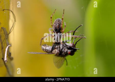 Petite araignée avec la mouche de maison attrapée dans sa toile Banque D'Images