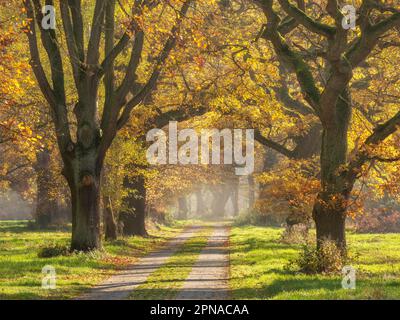 Avenue du chêne en automne, Dessau-Woerlitz Garden Realm, Dessau-Rosslau, Saxe-Anhalt, Allemagne Banque D'Images