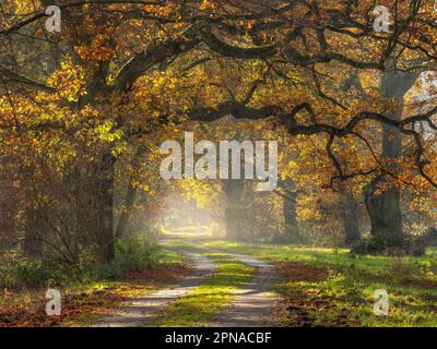 Avenue du chêne en automne, Dessau-Woerlitz Garden Realm, Dessau-Rosslau, Saxe-Anhalt, Allemagne Banque D'Images