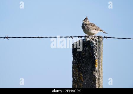 (Galerida cristata Crested Lark), l'Estrémadure, Espagne Banque D'Images