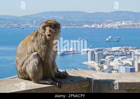 Macaque de Barbarie (Macaca sylvanus), Gibraltar, Grande-Bretagne Banque D'Images