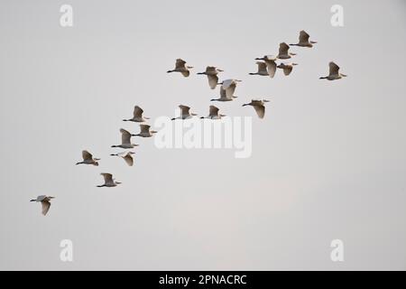 Egret de bovin (Bubulcus iris), vol, Coto de Donana, Espagne Banque D'Images