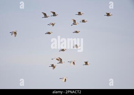 Egret de bovin (Bubulcus iris), vol, Coto de Donana, Espagne Banque D'Images