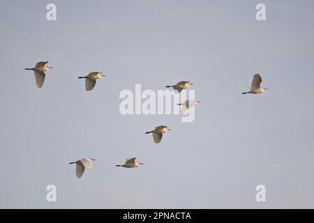 Egret de bovin (Bubulcus iris), vol, Coto de Donana, Espagne Banque D'Images