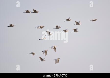 Egret de bovin (Bubulcus iris), vol, Coto de Donana, Espagne Banque D'Images