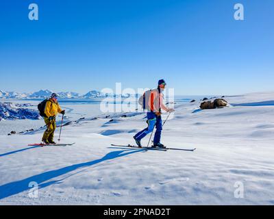 Ski alpiniste sur le ski, pack glace, Tasiilaq, Ammassalik Island, Kommuneqarfik Sermersoq, Groenland oriental, Groenland Banque D'Images