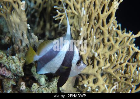 Fausse idole mauresque (Heniochus diphreutes) la nuit, site de plongée de Gordon Reef, détroit de Tiran, Sinaï, Égypte, Mer Rouge Banque D'Images