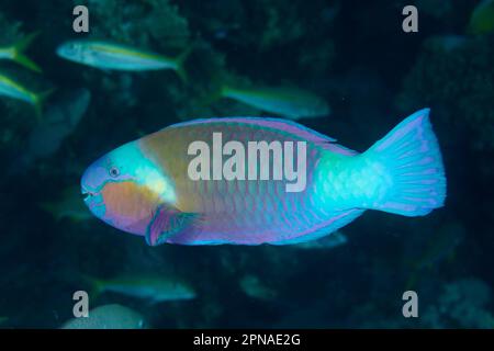 Parrotfish à tête plate (Chlorurus sordidus), site de plongée House Reef, mangrove Bay, El Quesir, Mer Rouge, Égypte Banque D'Images