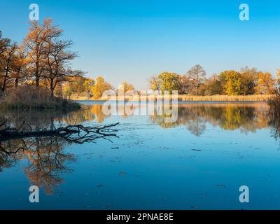 Automne au lac Kuehnau, Dessau-Woerlitz Garden Kingdom, Dessau-Rosslau, Saxe-Anhalt, Allemagne Banque D'Images