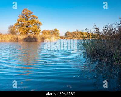 Automne au lac Kuehnau, Dessau-Woerlitz Garden Kingdom, Dessau-Rosslau, Saxe-Anhalt, Allemagne Banque D'Images