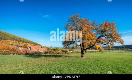 Paysage d'automne, grand vieux poirier sur prairie verte, à l'arrière du Musée en plein air de Thuringe Hohenfelden, Hohenfelden, Thuringe, Allemagne Banque D'Images