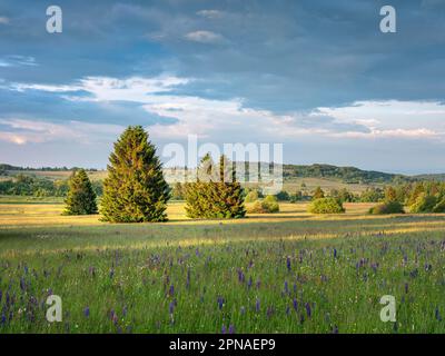 Paysage typique de la réserve de la biosphère de Rhoen avec prairie de fleurs sauvages, Bischofsheim dans le Rhode, Basse-Franconie, Rhoen, Bavière Banque D'Images