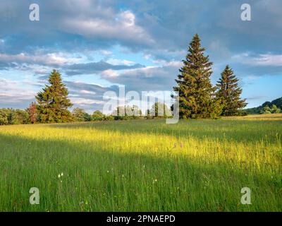 Paysage typique de la réserve de biosphère de Rhoen avec prairie humide, Bischofsheim dans le Rhode, Basse-Franconie, Rhoen, Bavière, Allemagne Banque D'Images
