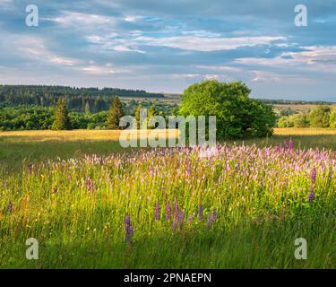 Paysage typique de la réserve de biosphère de Rhoen, prairie de fleurs sauvages avec la nouée du serpent, Bischofsheim dans le Rhode, Basse-Franconie, Rhoen Banque D'Images