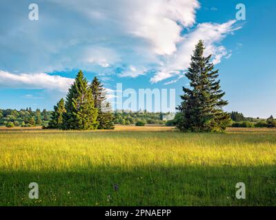 Paysage typique de la réserve de biosphère de Rhoen avec prairie humide, Bischofsheim dans le Rhode, Basse-Franconie, Rhoen, Bavière, Allemagne Banque D'Images