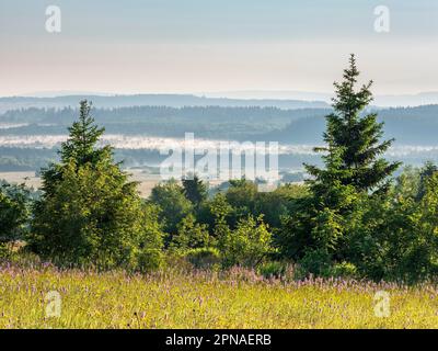 Paysage typique dans la réserve de biosphère de Rhoen, prairie de fleurs sauvages, en arrière-plan la Moor Noire avec brume matinale, Bischofsheim dans le Rhode Banque D'Images