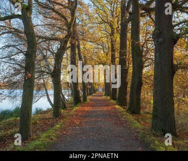 Avenue du chêne dans la région de l'étang de Plothen, étangs de Plothen, paysage de l'étang, Parc naturel des montagnes du Slate de Thuringe, haute Saale, Plothen, Thuringe Banque D'Images