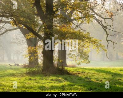 Forêt de chênes ouverte en automne, le soleil brille par la brume matinale, Dessau-Woerlitzer Gartenreich, Dessau-Rosslau, Saxe-Anhalt, Allemagne Banque D'Images