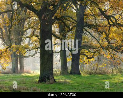 Forêt de chênes ouverte en automne, le soleil brille par la brume matinale, Dessau-Woerlitzer Gartenreich, Dessau-Rosslau, Saxe-Anhalt, Allemagne Banque D'Images