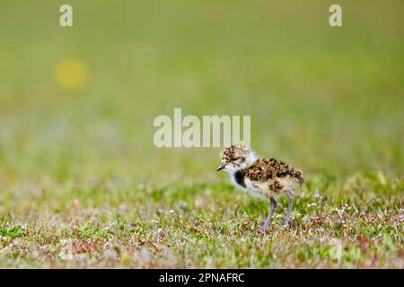 Poussin du laponie du Sud (Vanellus chilensis), debout, Torres del Paine N. P. Patagonie du Sud, Chili Banque D'Images