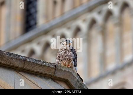 Faucon pèlerin (Falco peregrinus) juvénile, perché au nid de la cathédrale, cathédrale de Norwich, Norwich, Norfolk, Angleterre, Royaume-Uni Banque D'Images