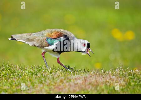 laponie du Sud (Vanellus chilensis) adulte, appelant, Torres del Paine N. P. Patagonie du Sud, Chili Banque D'Images