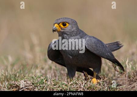 Kestrel gris (Falco ardosiaceus) adulte, avec une proie acridienne dans les talons au sol, lac Nakuru N. P. Grande vallée du Rift, Kenya Banque D'Images