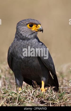 Kestrel gris (Falco ardosiaceus) adulte, avec une proie acridienne dans les talons au sol, lac Nakuru N. P. Grande vallée du Rift, Kenya Banque D'Images