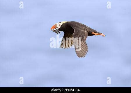 Puffin touffeté (Fratercula cirrhota) adulte, en vol, avec des poissons dans le bec, Alaska (U.) S. A. Banque D'Images