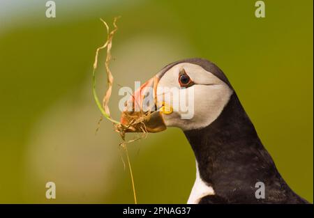 Puffin de l'Atlantique (Fratercula arctica) adulte, gros plan de la tête, avec matériel de nidification dans le bec, îles Shetland, Écosse, Royaume-Uni Banque D'Images