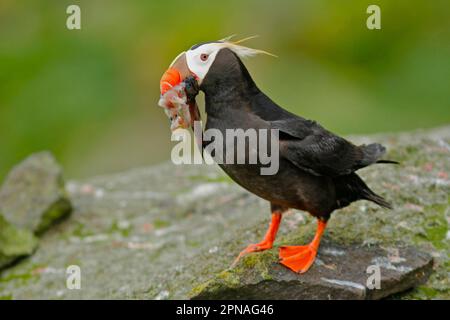 Puffin touffeté (Fratercula cirrhota) adulte, plumage reproducteur, avec calmar et poissons dans le bec, debout sur la roche, Alaska Maritime National Wildlife refuge Banque D'Images