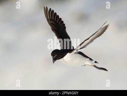 Razorbill (Alca torda) adulte, plumage de reproduction, en vol sur la neige, île Hornoi, Norvège Banque D'Images