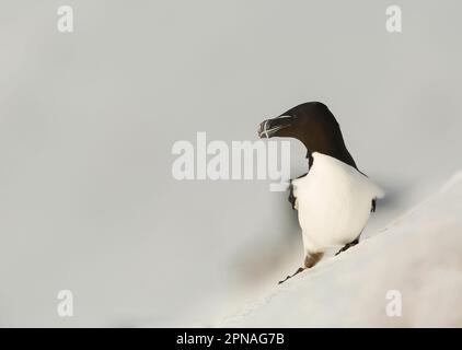 Razorbill (Alca torda) adulte, plumage reproducteur, debout sur une pente enneigée, île Hornoi, Norvège Banque D'Images