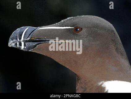 Razorbill (Alca torda) adulte, gros plan de la tête, Fair Isle, Shetland Islands, Écosse, été Banque D'Images