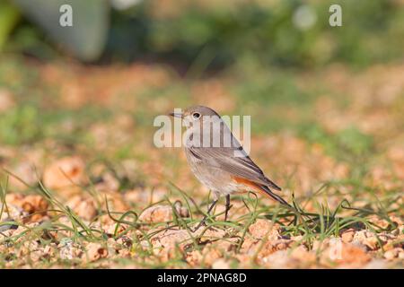 Black Redstart (Phoenicurus ochruros) adulte femelle, debout sur terre, Malte Banque D'Images