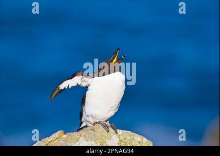 Razorbill (Alca torda), adulte, appelant, assis sur un rocher côtier, Saltee Islands, Irlande Banque D'Images