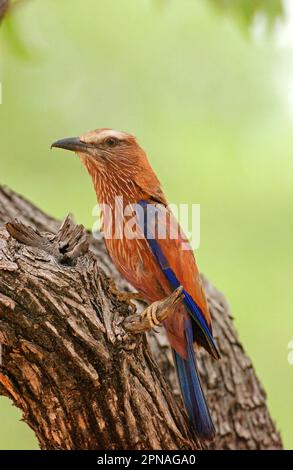 Coracias naevius, rouleaux violets (Coracias naevia), raquette, raquettes, animaux, oiseaux, Purple Roller adulte perché, Etosha, Namibie Banque D'Images